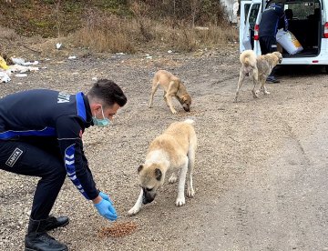 Ladik Belediyesi Sokak Hayvanlarını Unutmadı